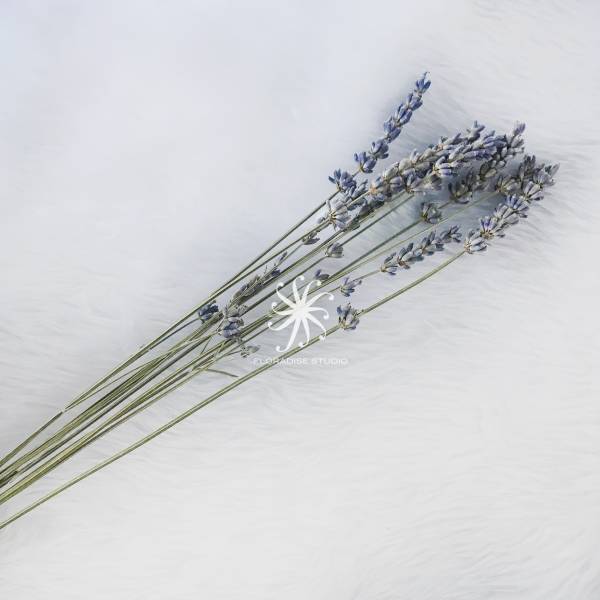 Floral Craft Supplies - Preserved Lavenders